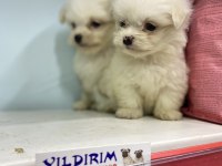 YILDIRIM GÜVENCESİ İLE IRK VE SAĞLIK GARANTİLİDİR