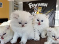 YENİ SCOTTISH FOLD YAVRULAR BRITISH YAVRULAR ANKARA