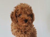 Siyah kırmızı erkek ve dişi poodle yavrularımız