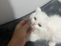 British Shorthair Pamuk yavru