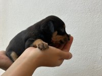 Minyatür pinscher 30 günlük