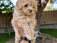 Sağlık ve ırk garantili Maltipoo yavrularımız 