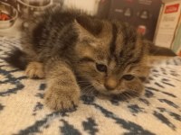 Yeni yuvamızı arıyoruz british shorthair