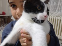 Sokak kedisi