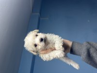 Dişi erkek maltipoo bebekler