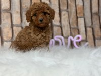 İstanbul köpek çiftliği her boy Toy POODLE Yavrular