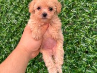Irk Ve Sağlık Garantili Maltipoo Yavrularımız