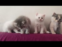 British shorthair ücretli 81 şehire gönderim