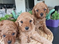 Birbirinden Güzel Toy Poodle Bebeklerimiz