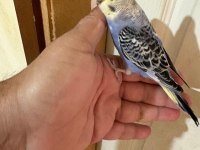 33 günlük KONUŞTURMALIK BEBEK MUHABBET KUŞLAR