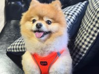 Pomeranian Boo Ayı Surat A Kalite