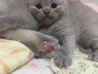 Scottish fold yavrular