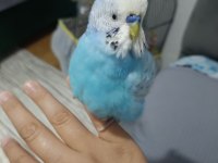 Konuşan ele alışık muhabbet kuşu