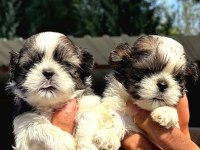 A kalite ırk sağlık garantili shih tzu yavrular