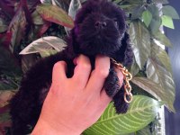Hareketli dişi toy poodle siyah