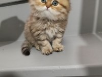 Golden Black British Longhair