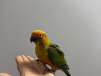 FULL EVCİL YAVRU GÜNEŞ KONUR