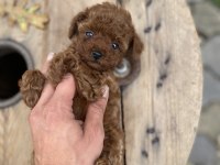 Mini Cep Boy Poodle Yavrularımız
