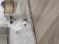 Scottish fold kısırlaştırma şartı ile