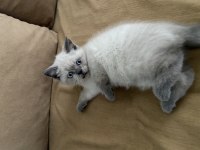 2 aylık dişi british shorthair