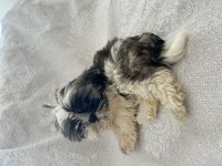 Shih Tzu Şitsu Yavruları A Kalite Gönderim Mevcut
