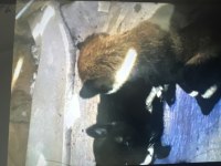 55 günlük iki dişi köpeğimiz