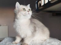 British shorthair şecereli dişi kedimiz