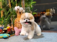 Pomeranian Cookie