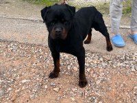 Üst kalite rottweiler