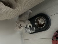 3.5 aylık erkek british longhair