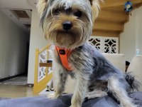 Yaşını yeni doldurmuş Yorkshire terrier