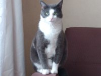 Ücretsiz kedi sahiplendirme
