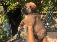 Kafkas çoban köpeği 50 günlük