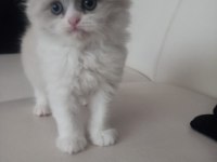 British longhair ve exotic shorthair