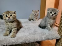 Scottish fold ve british shorthair 2 aylık yavrular..