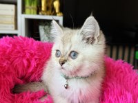 British Shorthair Silver Point