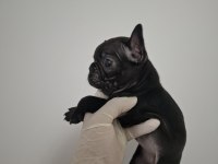 ÜST KALİTE DİŞİ FRENCH BULLDOG YAVRUMUZ
