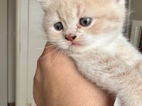 British shorthair bebeklerimize yeni yuva arıyoruz