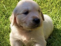 Bebek suratlı golden retriever bebeklerim