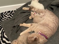 23Eylül doğumlu bebeklerimiz scottish fold
