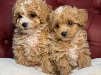 Show Kalite Maltipoo Yavrularımızı Canlı Görün