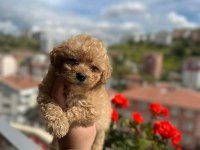 Poodle Kalitesinde Maltipoo