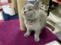 A kalite sağlıklı yavrular british shorthair