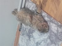Kedimiz yeni yuvasını arıyor ücretsiz