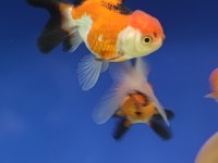 Oranda Japon balığı