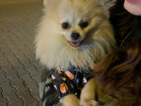 1 yaşında erkek pomeranian boo