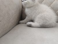 British shorthair şecereli orjinal yavrular