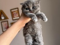 British Longhair Yavru