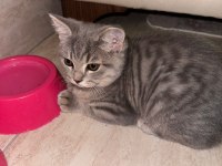 Safkan british shorthair flood