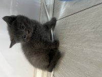 British shorthair